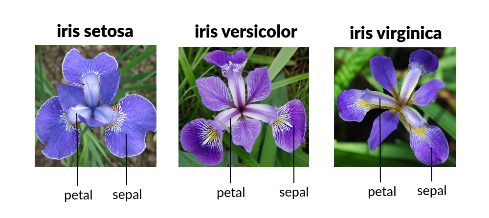 Iris prediction using a Deep Neural Network